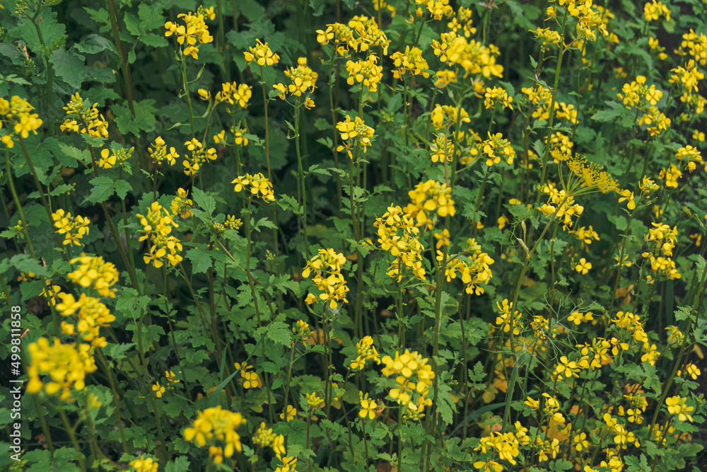 Obraz premium Yellow rapes flowers on sunny summer day. Green leaves and systems for harvesting for animal feed. Ingredient for rapeseed oil. Growing Brassica napus, spring gardening. Fuel for biodiesel.