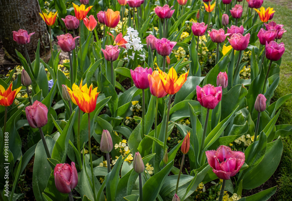 Flower bed of tulips