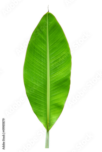 banana leaves on a white background