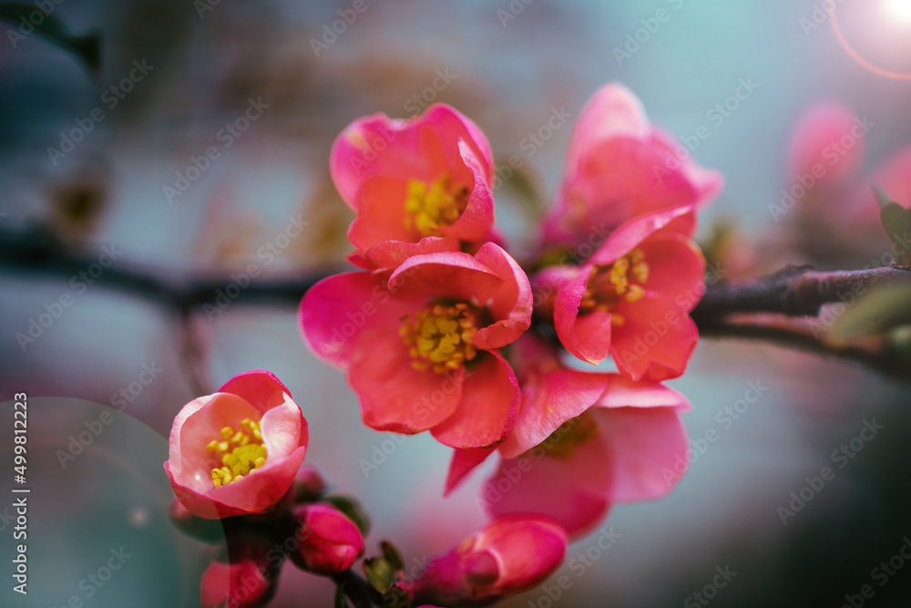 Obraz premium Beautiful flowering cherry tree in springtime, spring background concept