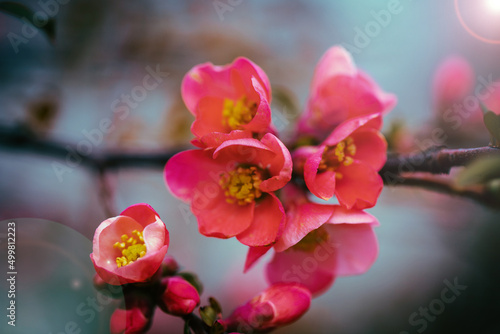 Beautiful flowering cherry tree in springtime, spring background concept