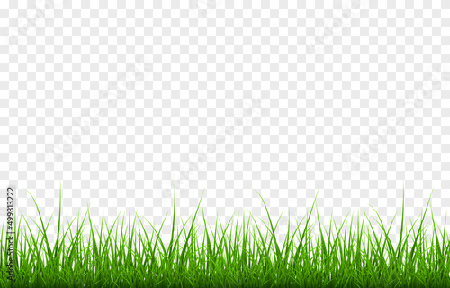 Vector young grass png. Lawn, grass on an isolated transparent background. Background with grass.