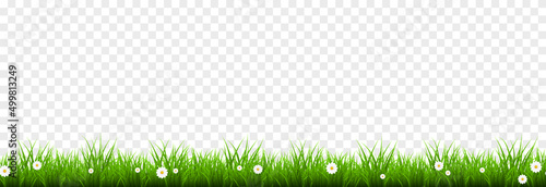 Vector young grass png. Lawn, grass with flowers on an isolated transparent background. Background with grass.