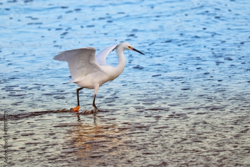 Photograph of a Snowy egret. The bird was found on the beach of Atlântida, in Rio Grande do Sul, Brazil. © marcianelsis