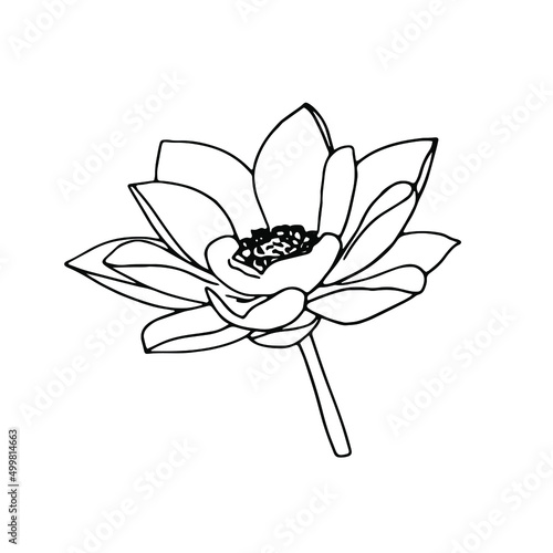 Lotus hand-drawn botanical illustration with line art on white backgrounds.