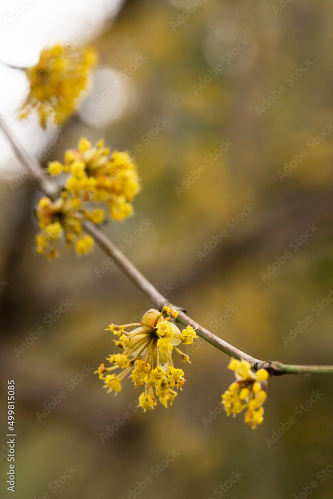 branches with flowers of European Cornel Cornus mas in early spring. Cornelian cherry, European cornel or Cornelian cherry dogwood Cornus mas flovering. Early spring flowers in natural habitat branches with flowers of European Cornel Cornus mas in early spring. Cornelian cherry, European cornel or Cornelian cherry dogwood Cornus mas flovering. Early spring flowers in natural habitat