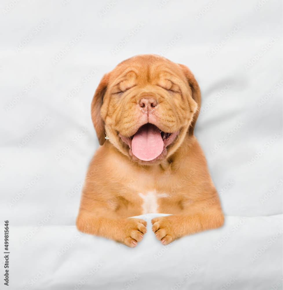 Yawning Mastiff puppy sleeps with open mouth and tongue out under white warm blanket on a bed at home. Top down view