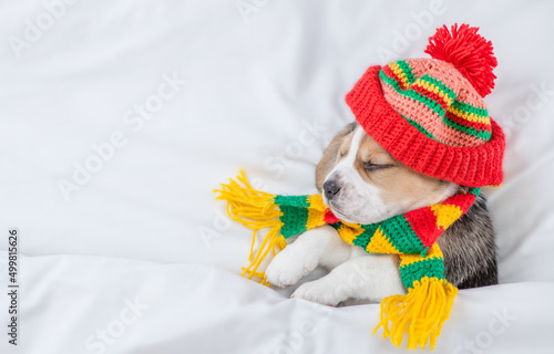 Cute Beagle puppy wearing warm hat and scarf sleeps under warm blanket on a bed at home. Top down view. Empty space for text