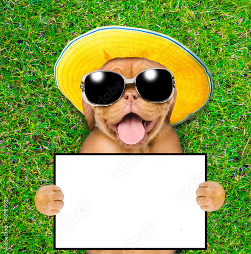 Happy mastiff puppy wearing sunglasses and summer hat lying on its back on summer green grass and holds empty board. Top down view. Empty space for text © Ermolaev Alexandr