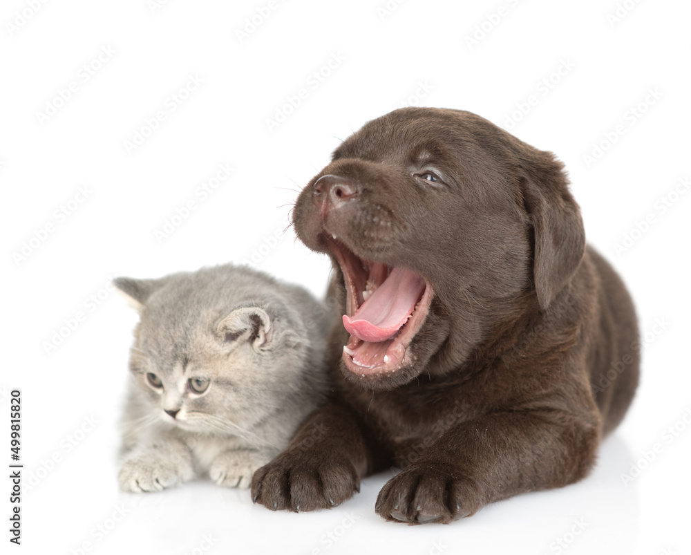 Yawning Chocolate Labrador Retriever puppy and tiny kitten look away on empty space. isolated on white background