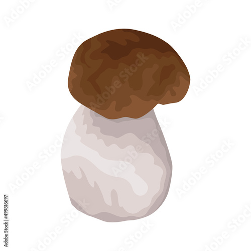 White mushroom. A mushroom from the genus Boletus. The white mushroom is the most delicious, nutritious and valuable representative among the whole kingdom of mushrooms. Vector illustration isolated.