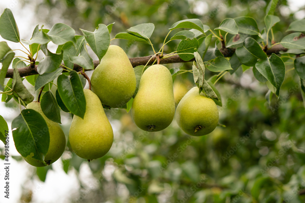 Fresh pears on a branch. Spicing pears. Pear tree. Fresh pears on a branch. Spicing pears. Pear tree.
