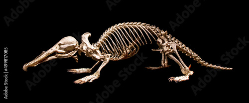 A skeleton of the platypus (Ornithorhynchus anatinus), duck-billed platypus, isolated on a black background photo