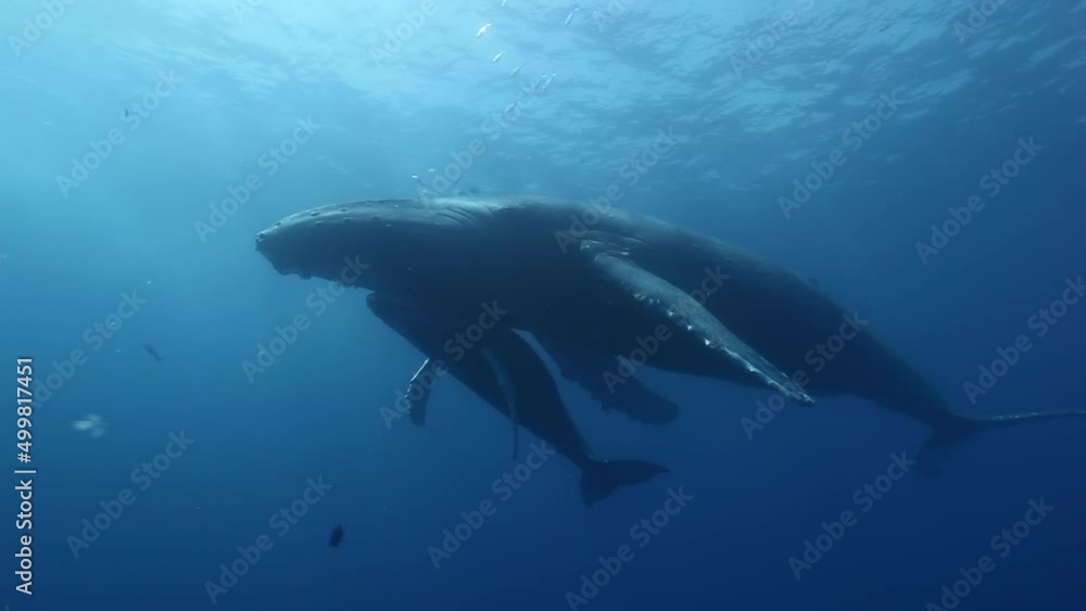 Humpback whales underwater of Pacific Ocean. Giant animal Megaptera Novaeangliae in Tonga Polynesia. Concept of family idyll of whales giant sea animals and underwater megafauna.