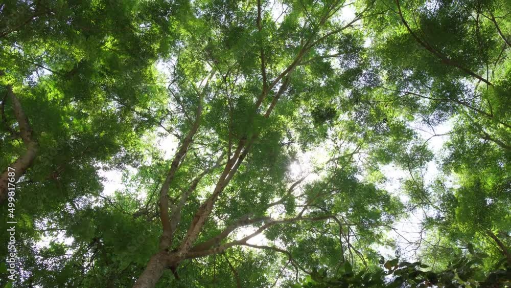 Looking up green trees rain forest sunbeam daytime Amazon. Looking up green trees rain forest sunbeam daytime Amazon.