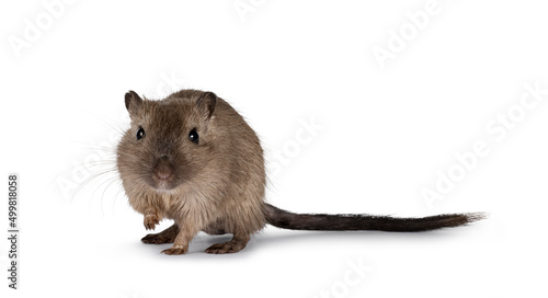 Young adult brown Gerbil aka Meriones unguiculatus. Standing facing front with one paw lifted. Looking towards camera. Isolated on a white background.