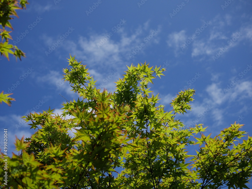 青空の下の新緑の青モミジ
