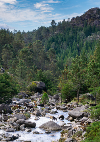 goats cross the Arado River and forest in the Peneda-Geres National Park in Portugal