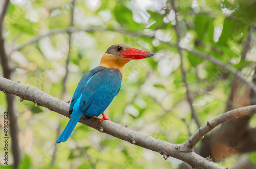 Stork-billed Kingfisher, Halcyon capensis, perching on the tree waiting for fishing, bird