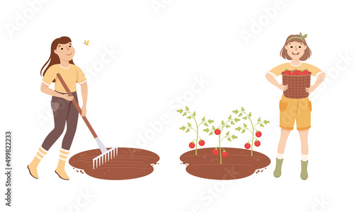Female farmers picking tomatoes and loosening soil with rake. Farming and agriculture cartoon vector illustration