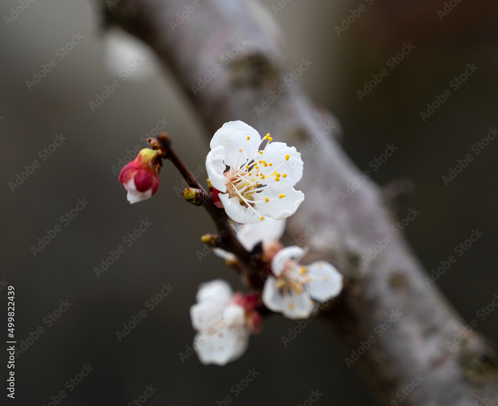Blooming apricot tree with flowers in spring Blooming apricot tree with flowers in spring
