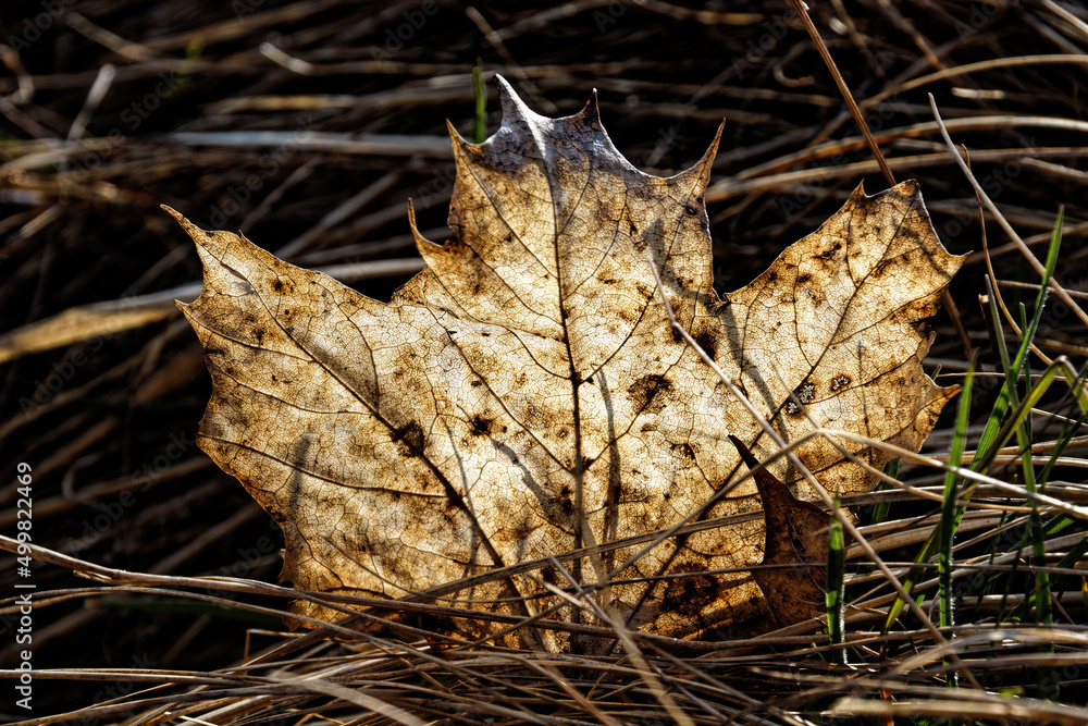 Withered maple leaf against the light, closeup photo, macro
