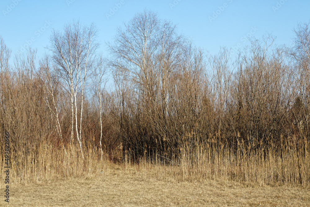 Withered grassland, shrubs and trees in very early spring Withered grassland, shrubs and trees in very early spring
