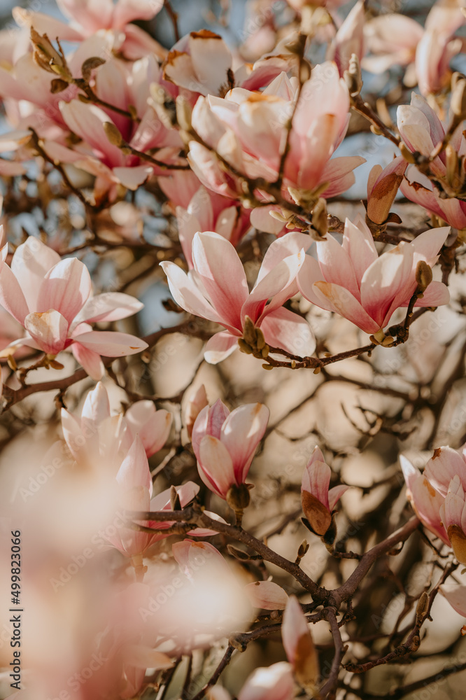 Blooming magnolia tree with pink and white blossoms, spring season Blooming magnolia tree with pink and white blossoms, spring season