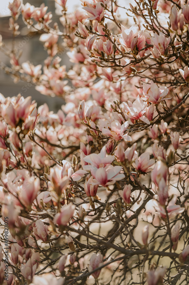Blooming magnolia tree with pink and white blossoms, spring season Blooming magnolia tree with pink and white blossoms, spring season