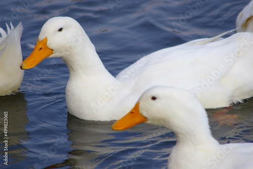 two ducks © sorao