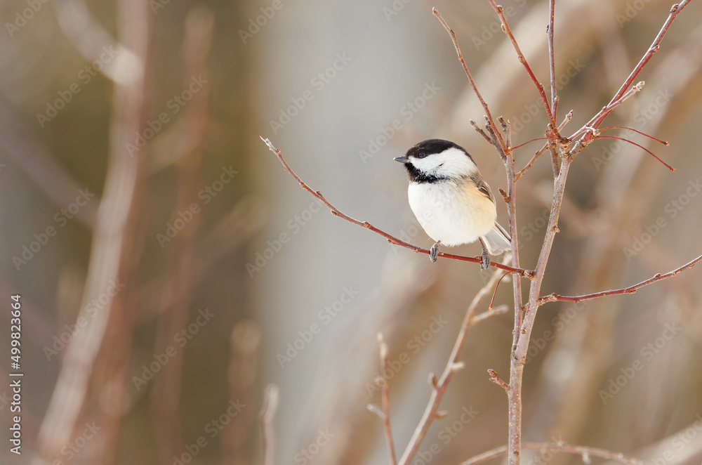 Cute chickadee perched on tree branches 