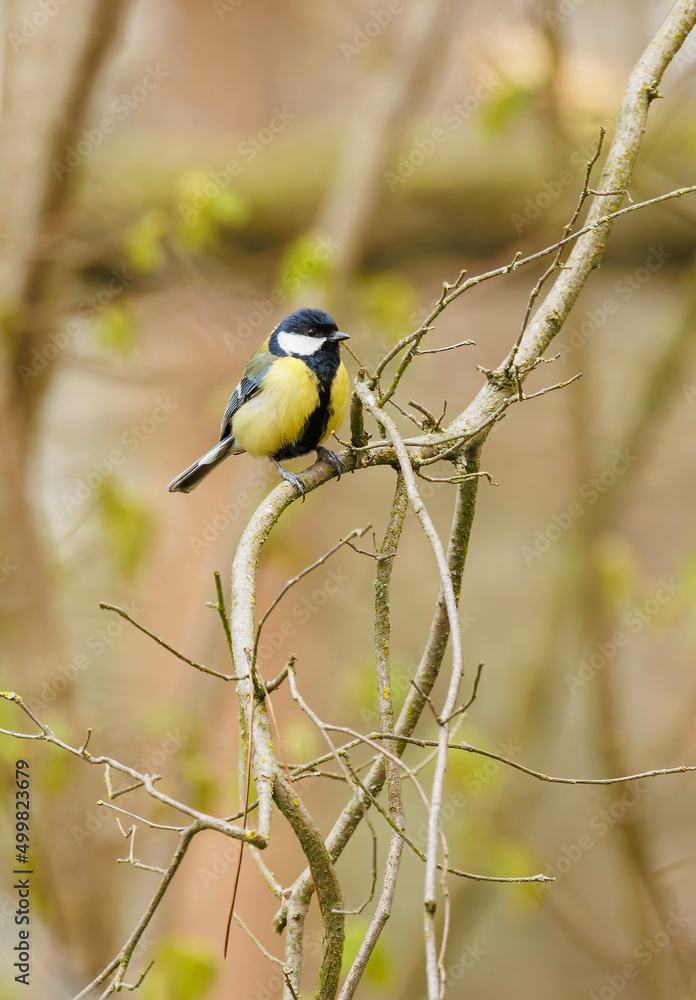 Fototapeta premium Cute chickadee perched on tree branches