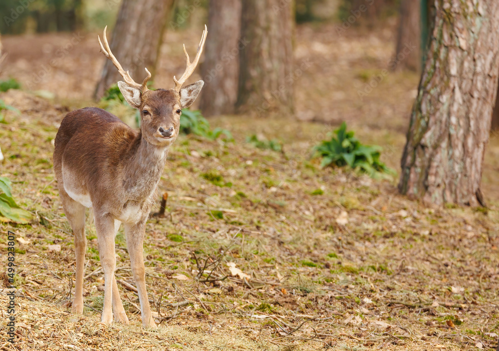 European deer in forest grazing European deer in forest grazing