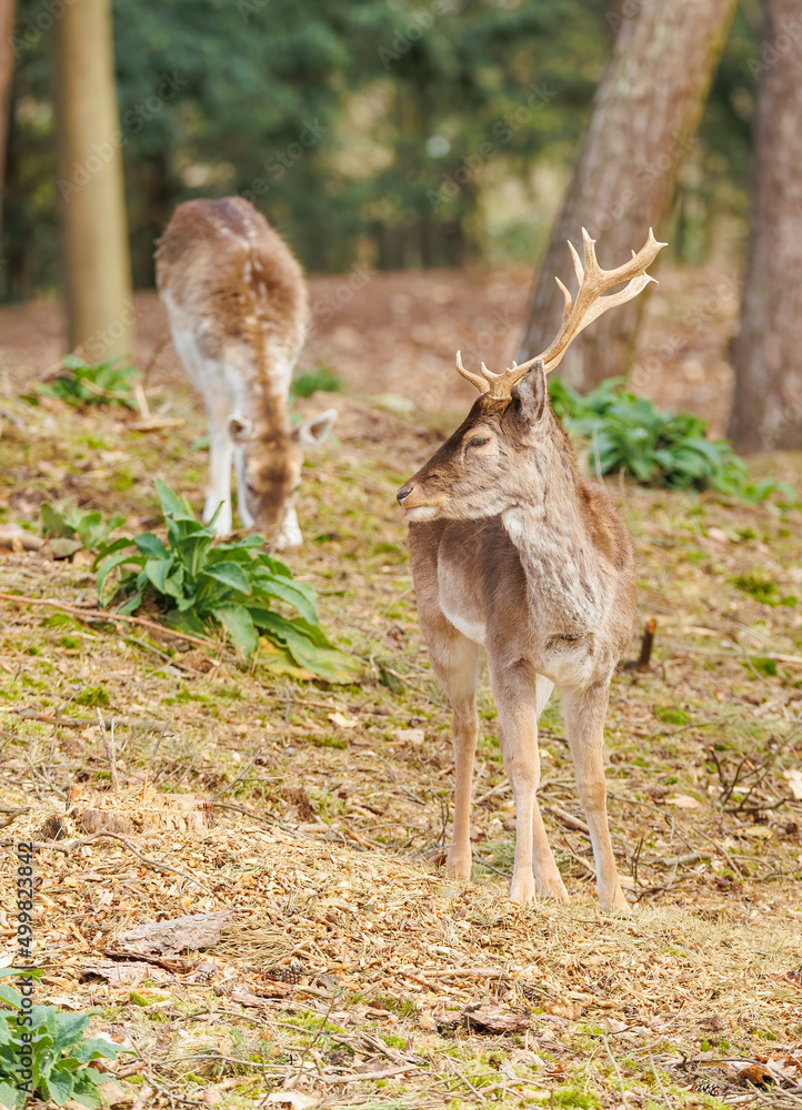 Fototapeta premium European deer in forest grazing 