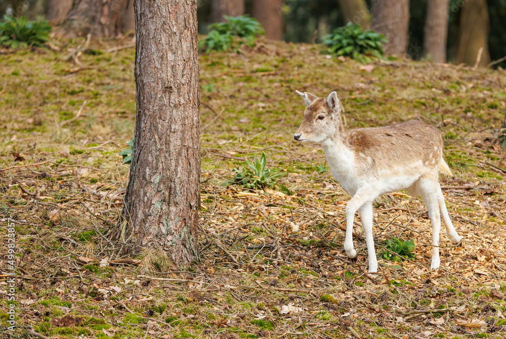 Fototapeta premium European deer in forest grazing 