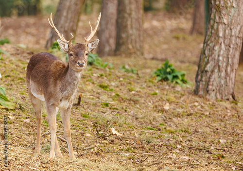 European deer in forest grazing 