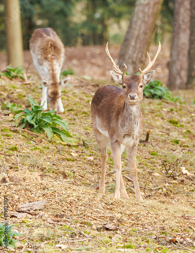European deer in forest grazing  © Jen
