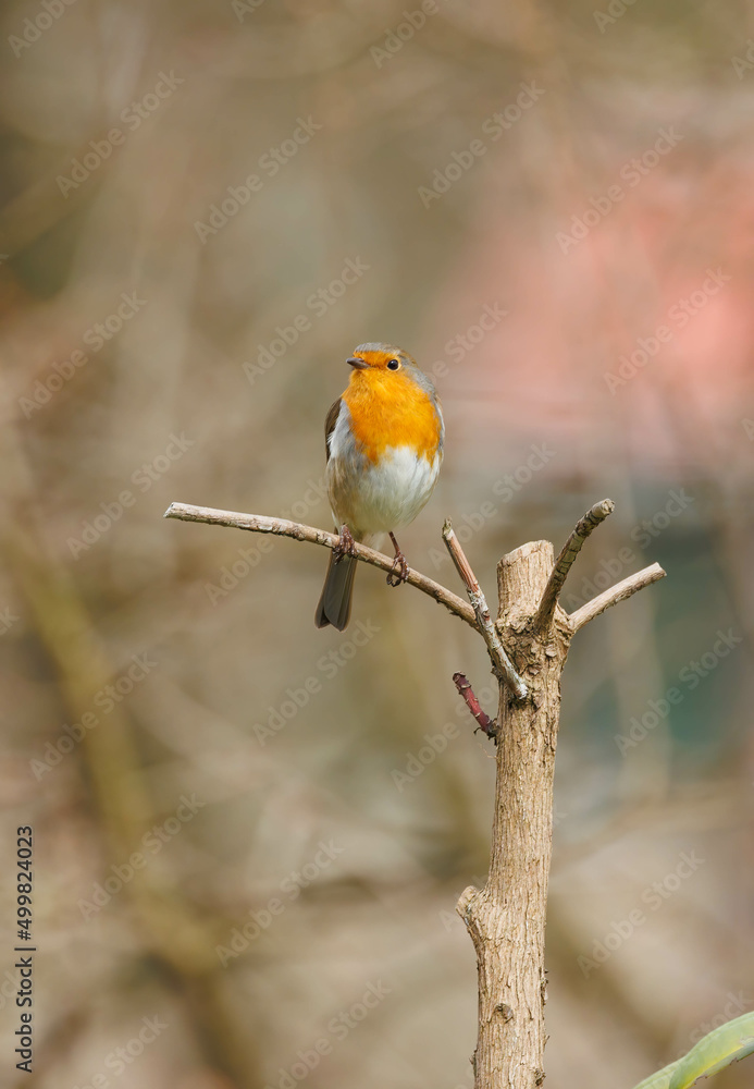 European robin perched on limb European robin perched on limb