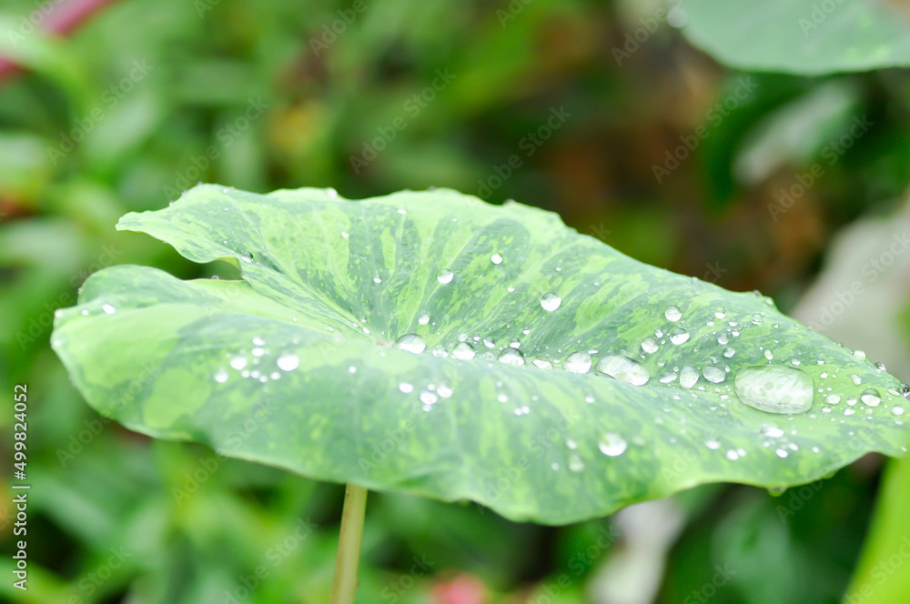 Colocasia esculenta midori sour, Colocasia ,midori sour or Colocasia plant and dew drop Colocasia esculenta midori sour, Colocasia ,midori sour or Colocasia plant and dew drop
