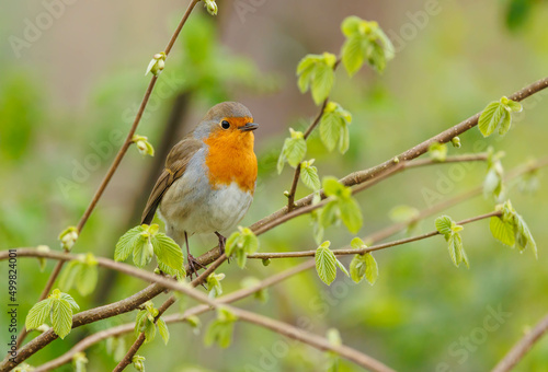 European robin perched on limb © Jen