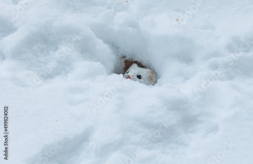 Short tailed weasel hiding in snow © Jen