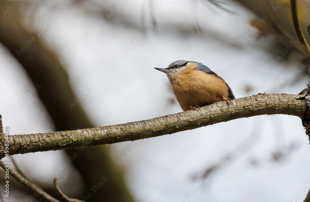 Obraz premium Red breasted nuthatch on tree branch