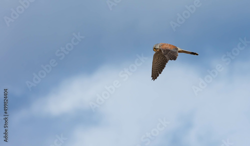 Fotografia European kestrel merlin hovering over field