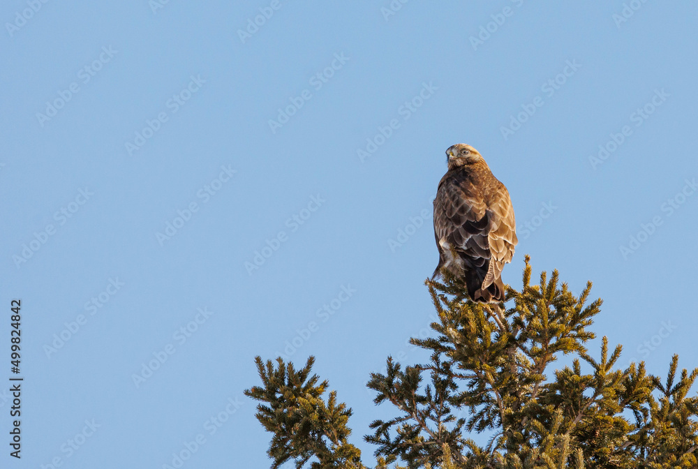 Fototapeta premium Rough legged hawk buzzard on evergreen