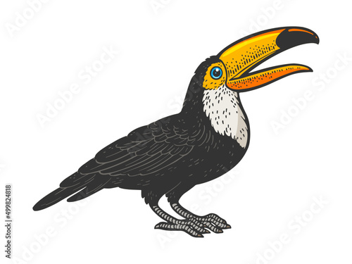 Toucan bird line art color sketch engraving vector illustration. T-shirt apparel print design. Scratch board imitation. Black and white hand drawn image.