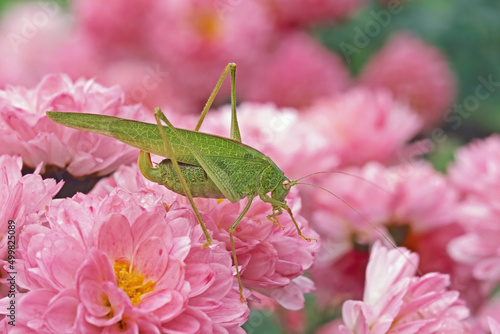 mediterranean katydid, Phaneroptera nana, Tettigoniidae photo