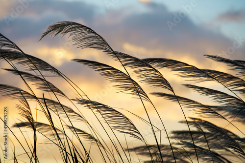 Fototapeta Naklejka Na Ścianę i Meble -  reeds flower at twilight sunset