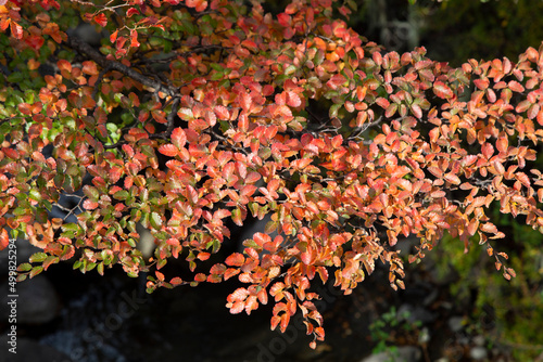 Fototapeta Naklejka Na Ścianę i Meble -  El otoño llego a los árboles de la Patagonia.