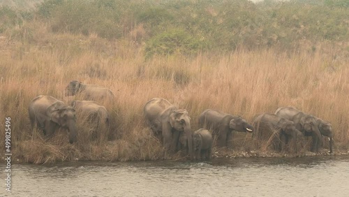 wild asian elephant or tusker family or herd in action drinking water or quenching thirst from ramganga river at dhikala zone of jim corbett national park uttarakhand india - Elephas maximus indicus photo