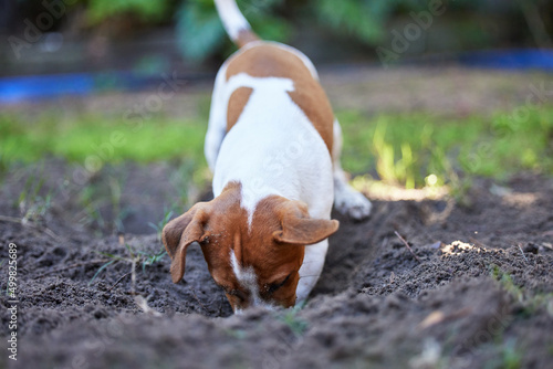 Fotografie Looking for treasure